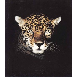 Catalogue / Brochure Jaguar...